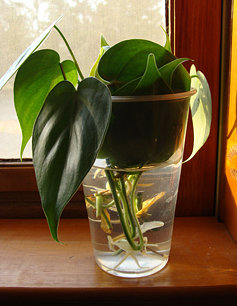 Sunset window with a cup of water containing Heartleaf Philodendron cuttings