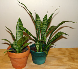 Two young snake plants on a wooden board