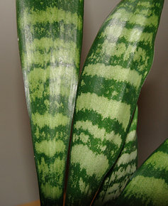 Close-up of the stiff, waxy, spear-like leaves of a Snake Plant
