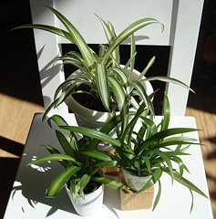 Three young Spider Plants on a small white chair
