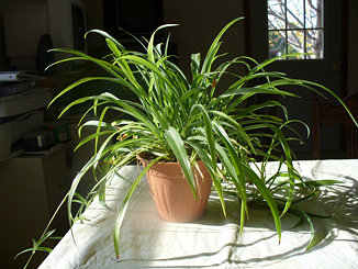 Single Green Spider Plant in full afternoon window sun