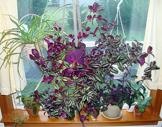 Large window filled with Wandering Jew, Purple Velvet, and Spider Plants