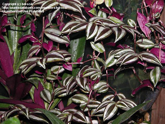 Brilliant purple Wandering Jew close-up