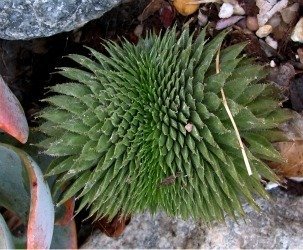 Sempervivum crest