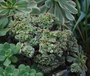 Aeonium Sunburst crest