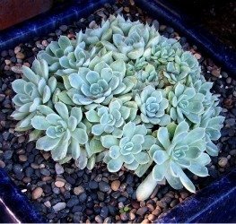 echeveria crest