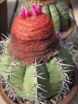 Melocactus