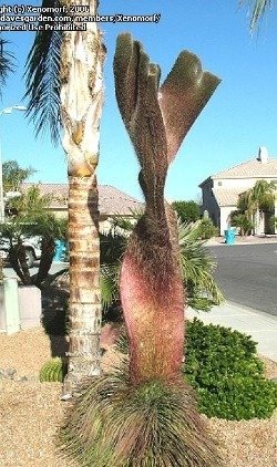 agave geminiflora crest