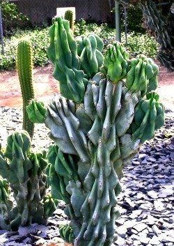 Astrophytum crest