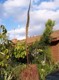 agave geminiflora flowering