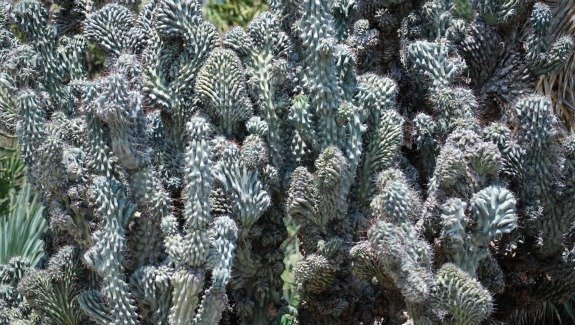 Cereus monstrose and crest