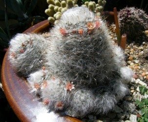 MAmmillaria bocasana