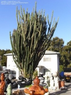 cereus large