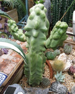 Lophocereus schottii monstrose