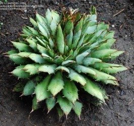 Agave titanota