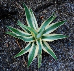 Agave cornelius