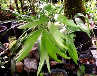 Zamia splendens