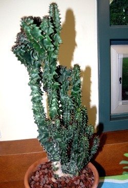 Euphorbia ingens monstrose