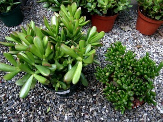 Crassula hobbit and gollum