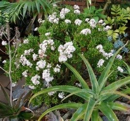 crassula G in yard