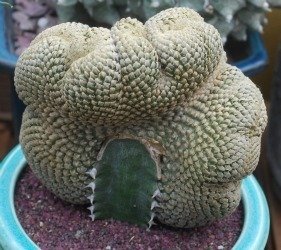 Euphorbia piscidermis