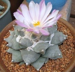 Ariocarpus normal