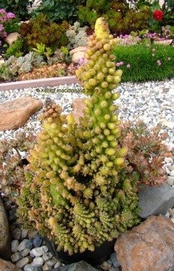 Austrocylindropuntia monstrose