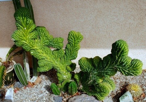 Crested mankey plant