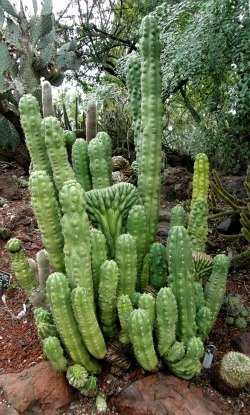 Echinopsis cresting