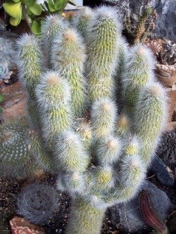 Cleistocactus strausii monster