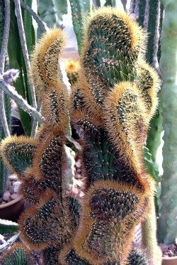 Cephalocereus crest