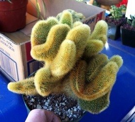 Cleistocactus winterii crest