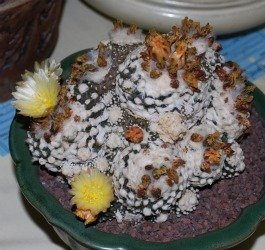 Copiapoa normal