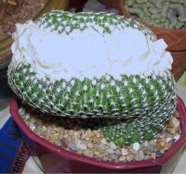 discocactus crest