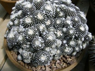 Copiapoa monster