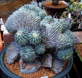 Copiapoa cinerea