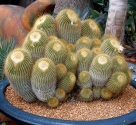 Parodia