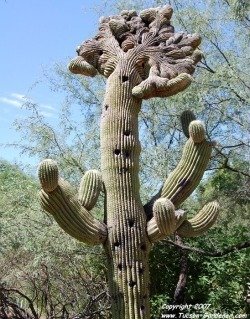 Saguaro crest