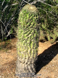 Ferocactus monstrose