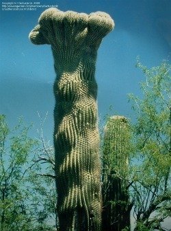 Saguaro monstrose