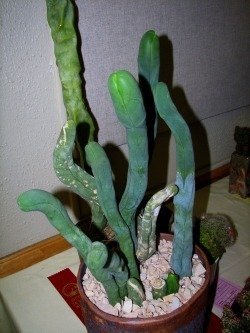 trichocereus bald