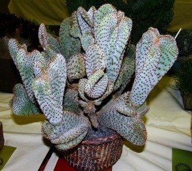 Opuntia basilaris