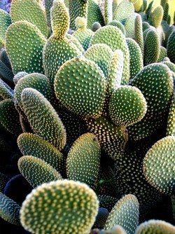 Opuntia microdasys