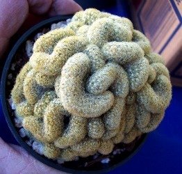 Mammilaria elongata