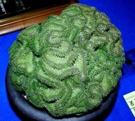 Euphorbia sussanae crest