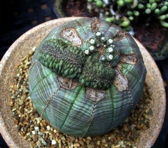 E obesa early crest