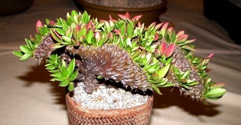 Euphorbia milli crest