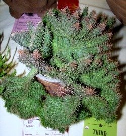 Huernia pilladii