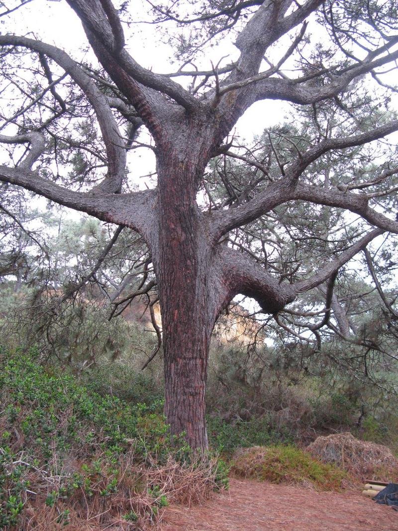 Trunk and buttressed limbs