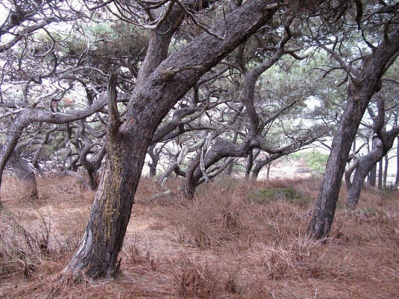 Windswept grove